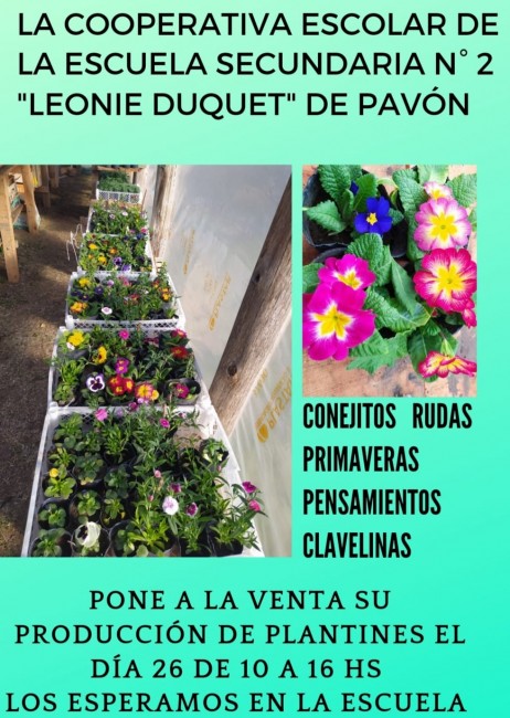 Mañana habrá venta de plantines florales en la Escuela Secundaria N°2 de  Pavón