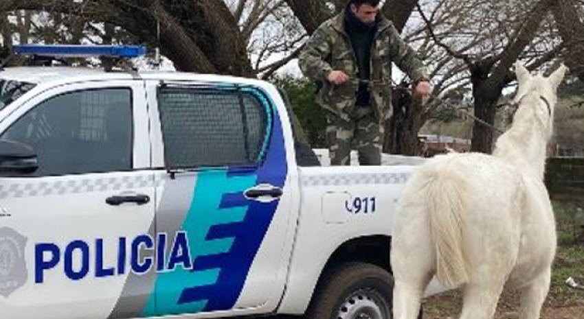 La policía secuestró a 4 caballos que se encontraban sueltos en plen