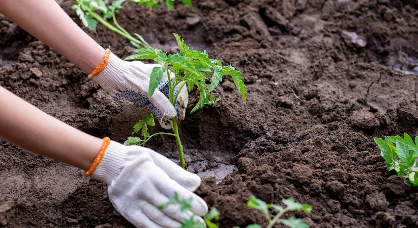 Próximo lunes habrá Jornada de capacitación sobre siembra primavera