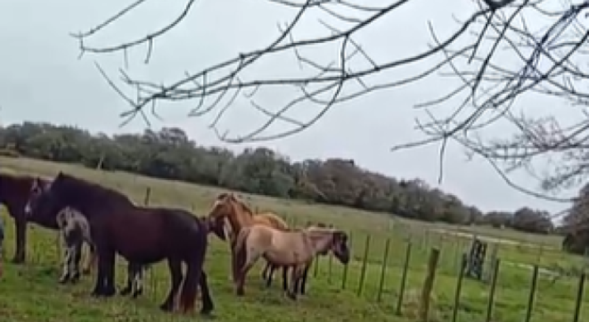 Se remató este martes 16 equinos y un potrillo en General Lavalle 