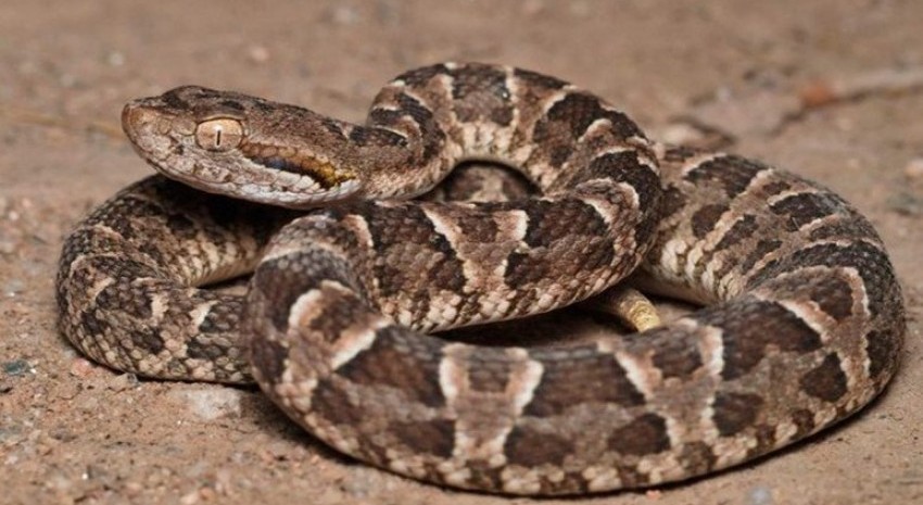 Serpiente Yarará ¿Qué hacer y qué no hacer ante una mordedura?