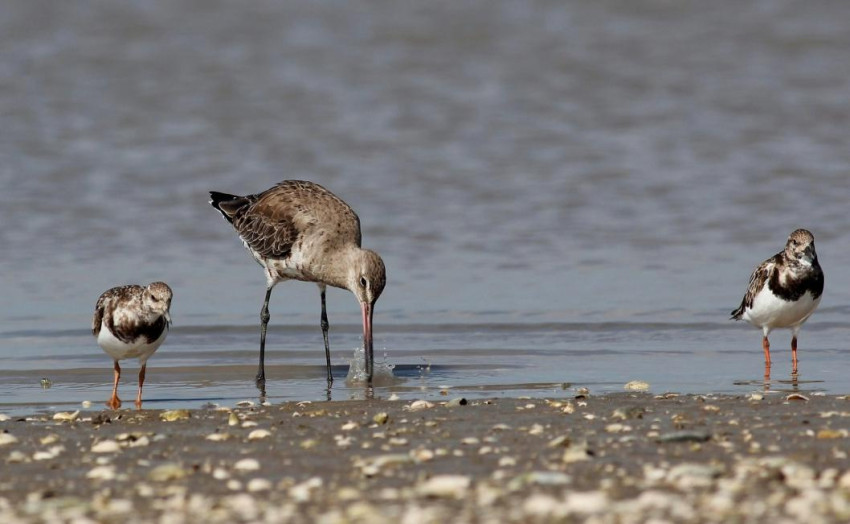 Garza blanca Pampas BirdingTour