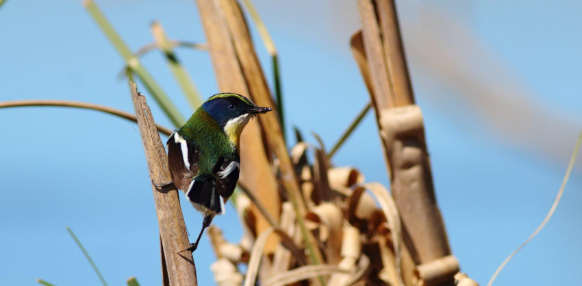 Tachuri sietecolores Pampas BirdingTour